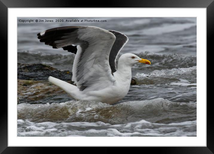 Stretching Seagull Framed Mounted Print by Jim Jones