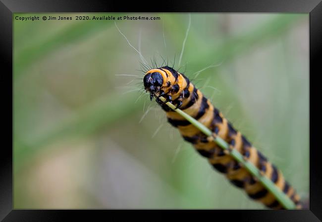 Cinnabar caterpillar on blade of grass. Framed Print by Jim Jones