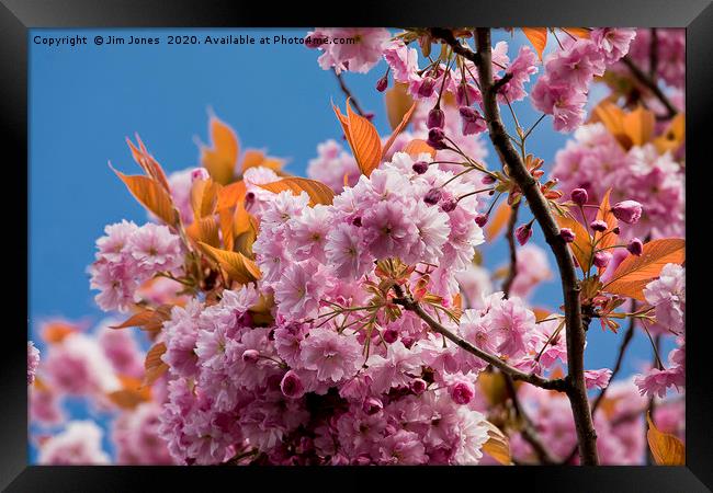 Pink Cherry Blossom against a Blue Sky Framed Print by Jim Jones