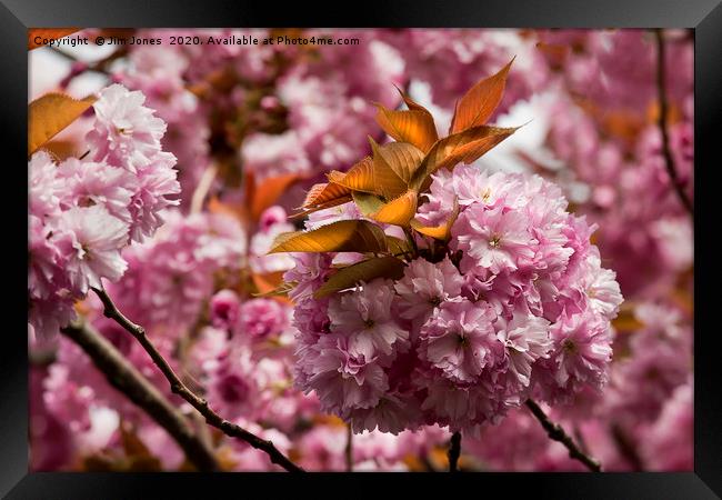 Pink blossom and Copper leaves Framed Print by Jim Jones