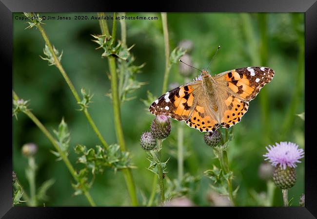 Painted Lady Butterfly in sunshine Framed Print by Jim Jones