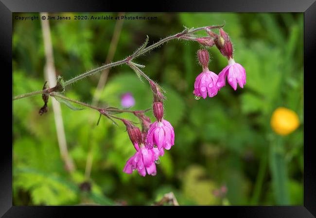 Red Campion flowers after rain. Framed Print by Jim Jones