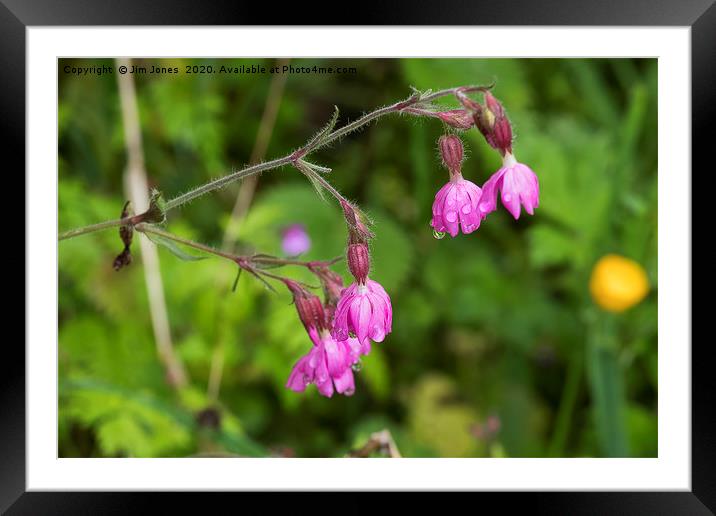Red Campion flowers after rain. Framed Mounted Print by Jim Jones