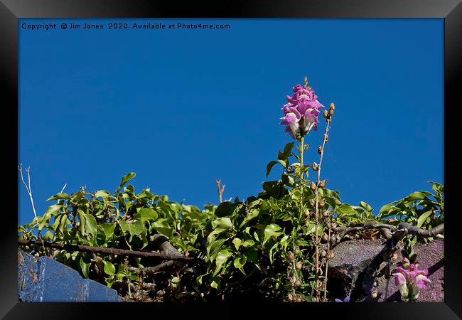 Wild Flower and Deep Blue Sky Framed Print by Jim Jones