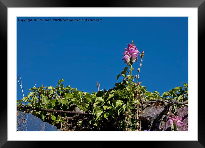Wild Flower and Deep Blue Sky Framed Mounted Print by Jim Jones
