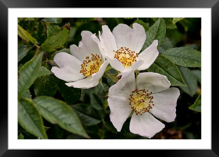 English Wild Flowers - Dog Roses Framed Mounted Print by Jim Jones