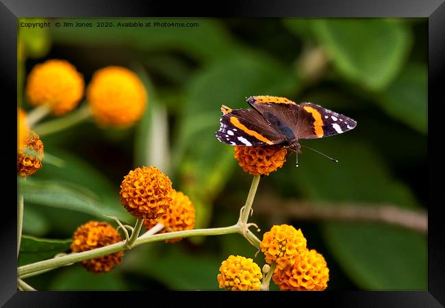 Beautiful Butterfly basking on Buddleia bush. Framed Print by Jim Jones