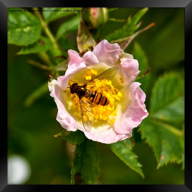 Hoverfly resting in a pink Dog Rose Framed Print by Jim Jones