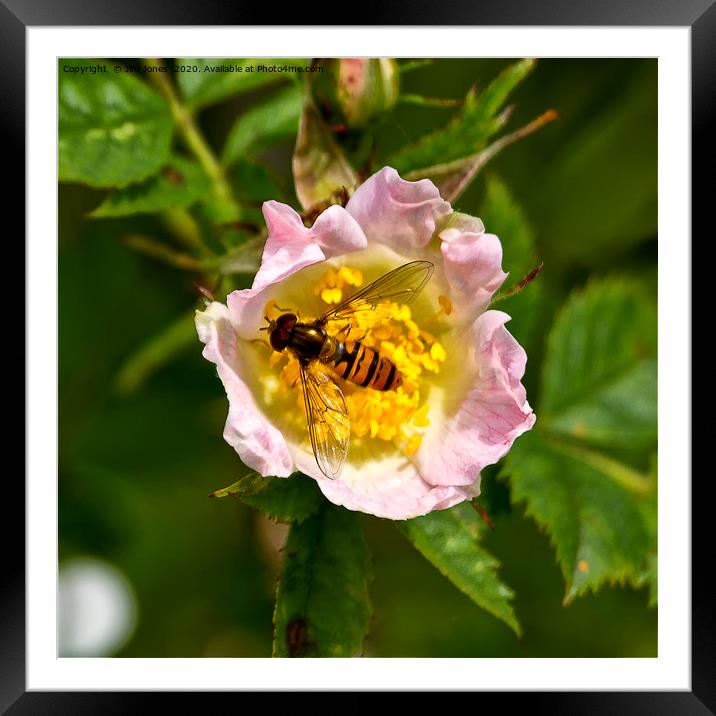 Hoverfly resting in a pink Dog Rose Framed Mounted Print by Jim Jones