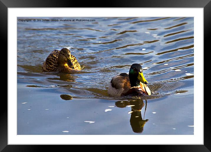 A pair of Mallard Ducks out swimming Framed Mounted Print by Jim Jones