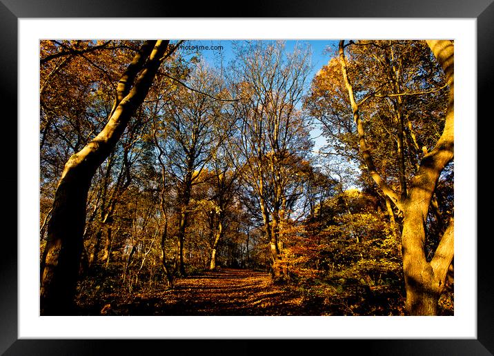 Autumn Sunshine in Plessey Woods Framed Mounted Print by Jim Jones