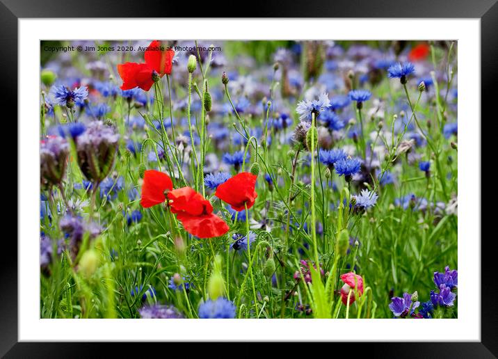 Poppies and Cornflowers growing wild Framed Mounted Print by Jim Jones