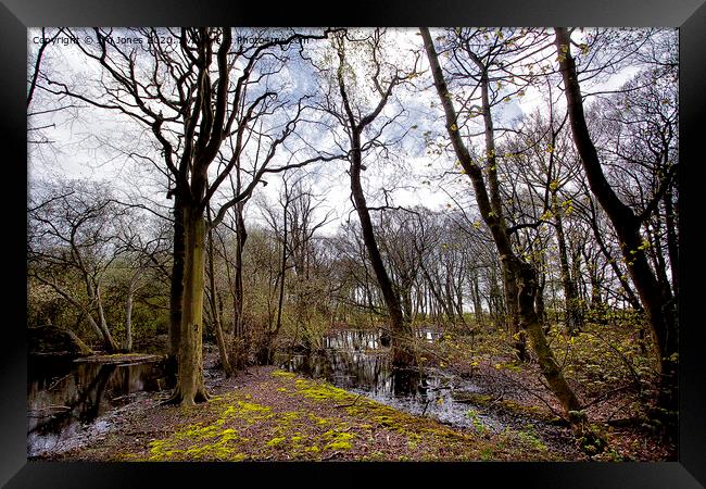 Flooded woodland in spring Framed Print by Jim Jones