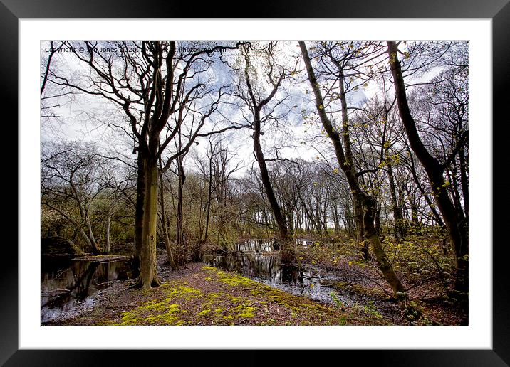 Flooded woodland in spring Framed Mounted Print by Jim Jones