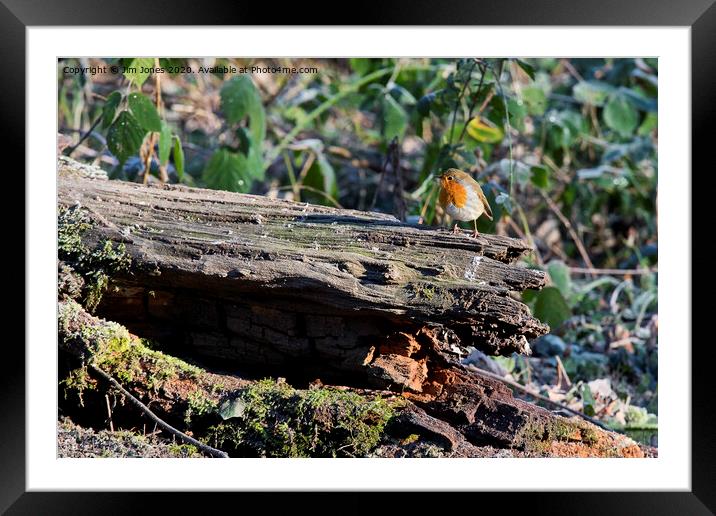 Robin on frosted log in winter sunshine Framed Mounted Print by Jim Jones