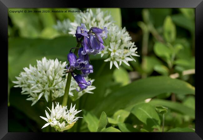 Bluebells and Wild Garlic Framed Print by Jim Jones