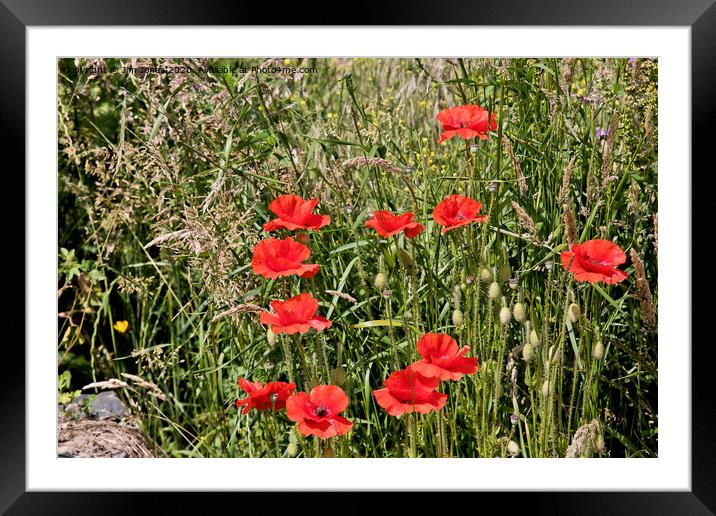 Blood-red Poppies growing wild Framed Mounted Print by Jim Jones
