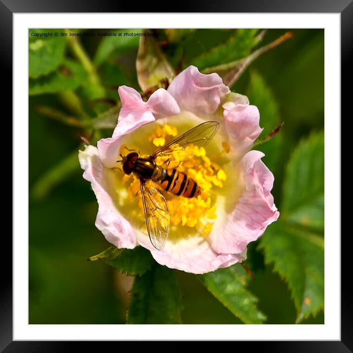 The sweet scented English Dog Rose Framed Mounted Print by Jim Jones