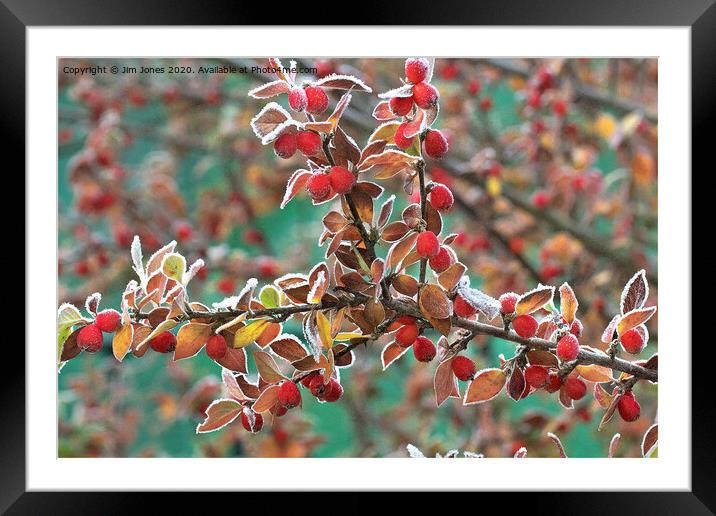 Frosted Red Berries Framed Mounted Print by Jim Jones