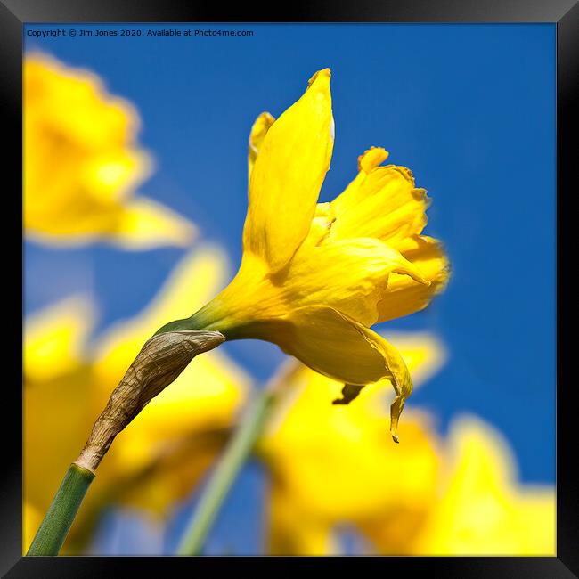 Blue and Yellow Square Framed Print by Jim Jones