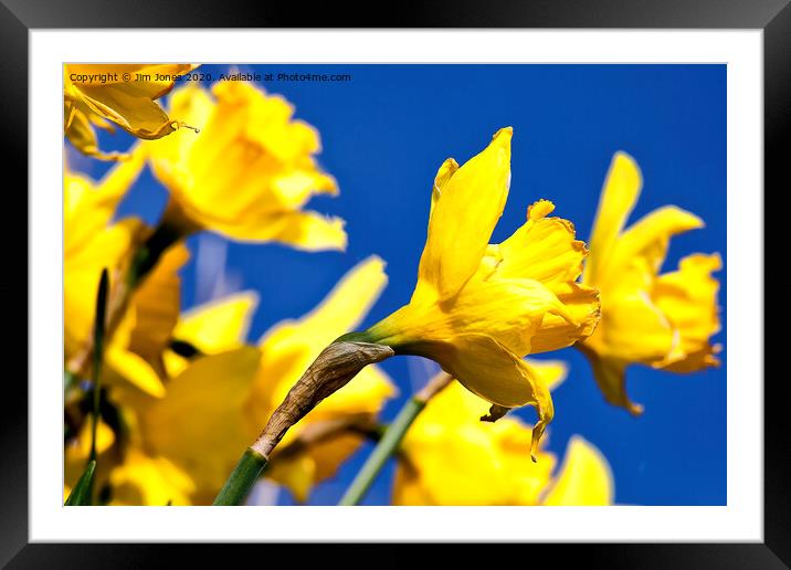 Blue and Yellow Framed Mounted Print by Jim Jones