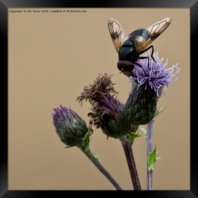 Bee doing what bees do, squared! Framed Print by Jim Jones