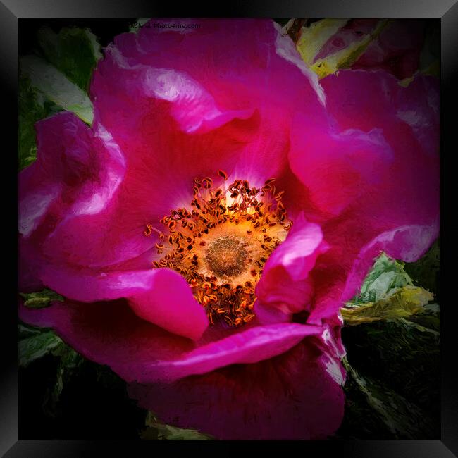 Dog rose with Chiaroscuro effect Framed Print by Jim Jones