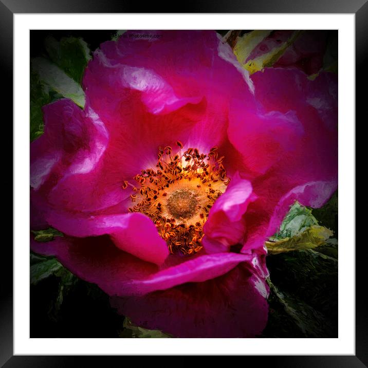 Dog rose with Chiaroscuro effect Framed Mounted Print by Jim Jones