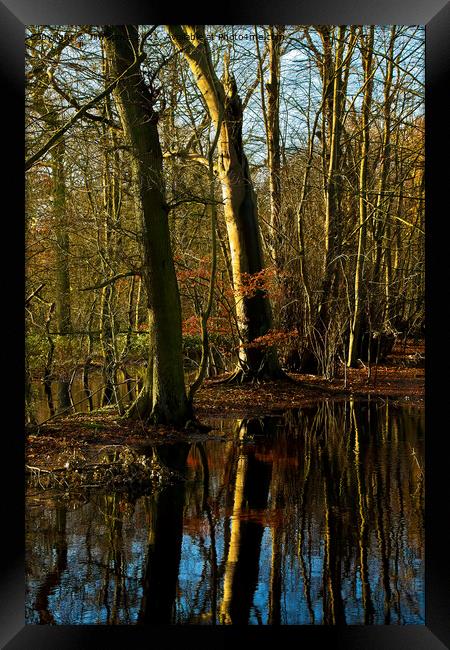Flooded Woodland (2) Framed Print by Jim Jones