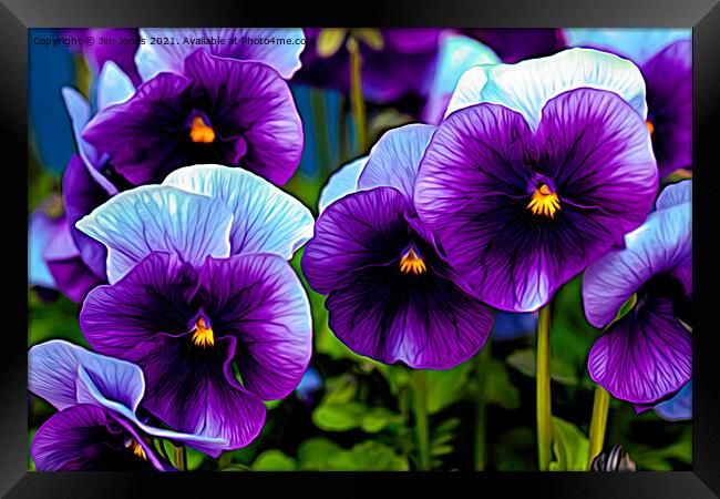 Pretty Purple Pansies Framed Print by Jim Jones
