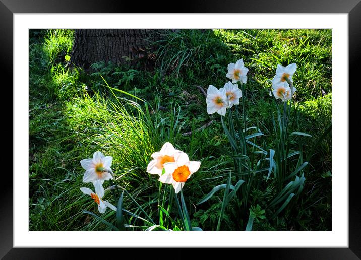 Spring Flowers in bright sunshine Framed Mounted Print by Jim Jones