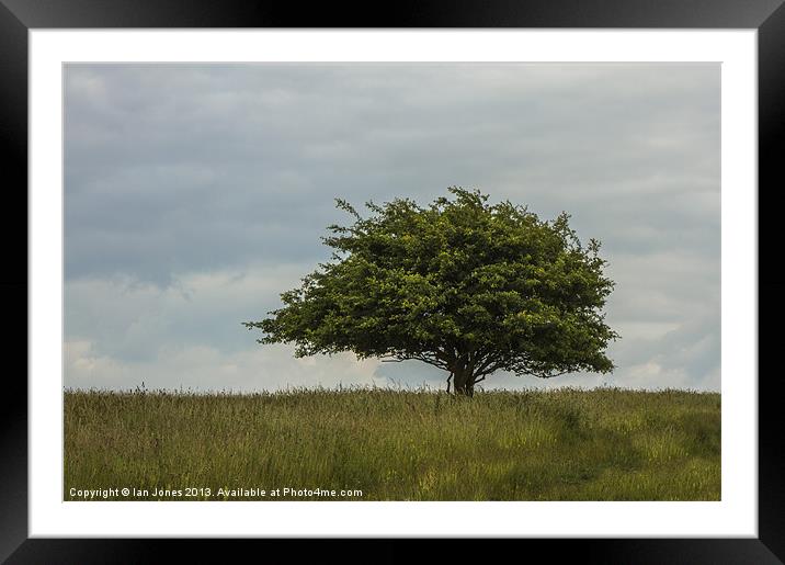 Single tree in a field Framed Mounted Print by Ian Jones