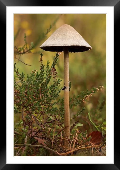 Wild Mushroom and heather Framed Mounted Print by Ian Jones