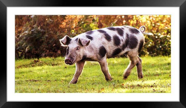 New Forest Pig Framed Mounted Print by Ian Jones