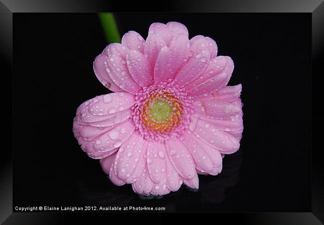 Raindrops and Petals Framed Print by Elaine Lanighan