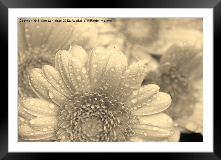 Like A Flower In The Rain (Sepia) Framed Mounted Print by Elaine Lanighan