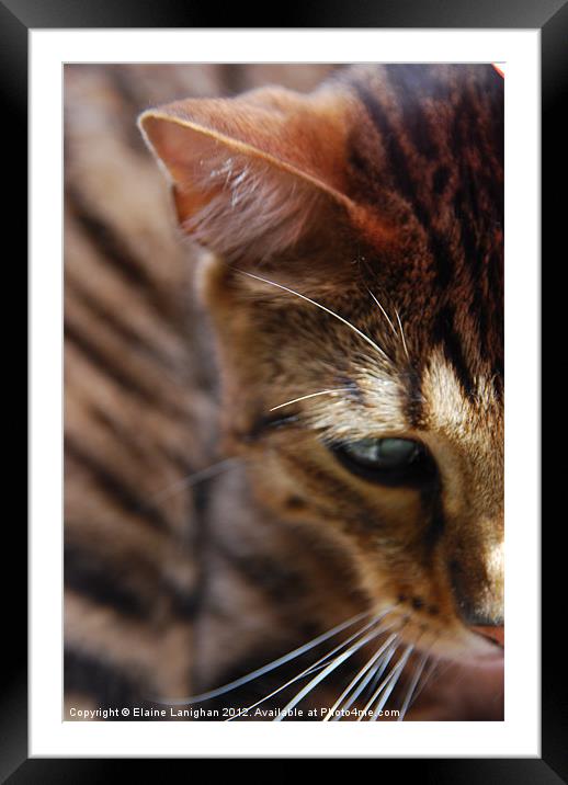 Bengal Boy Framed Mounted Print by Elaine Lanighan