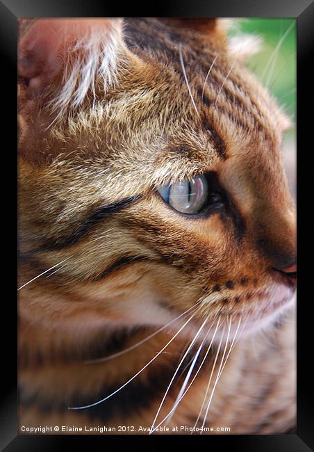 Cats-eye! Framed Print by Elaine Lanighan