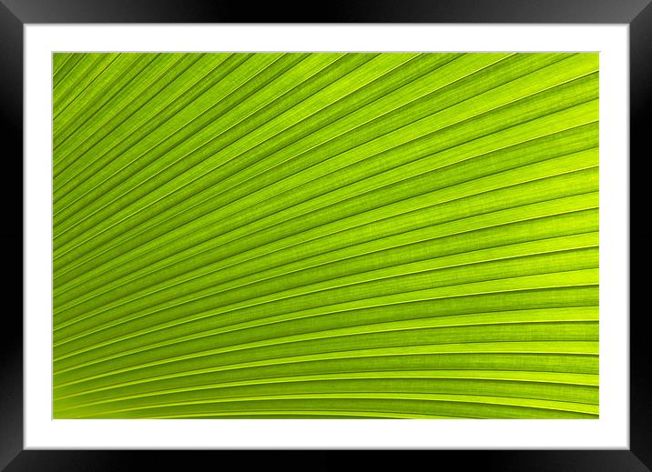 Green Leaf Abstract Background Framed Mounted Print by Richard  Fox