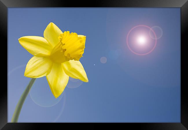 Daffodil blue sky lens flare Framed Print by Richard  Fox