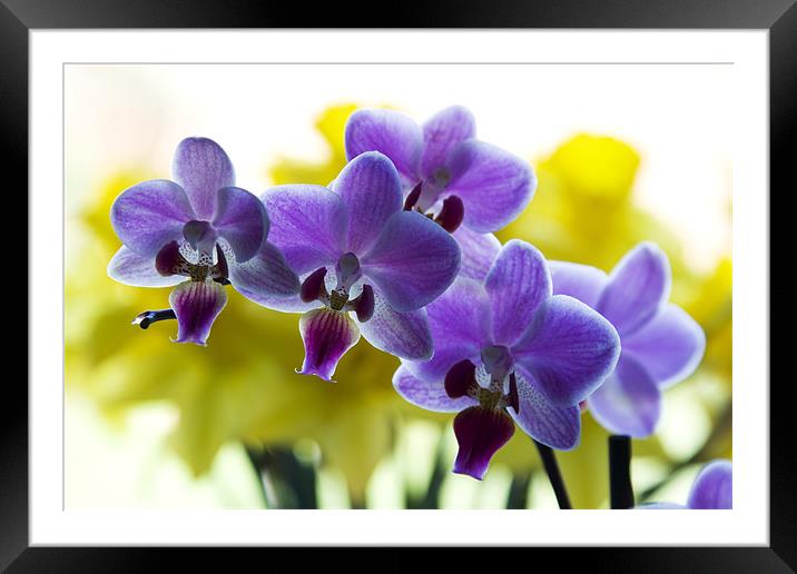 Orchids Framed Mounted Print by Richard  Fox