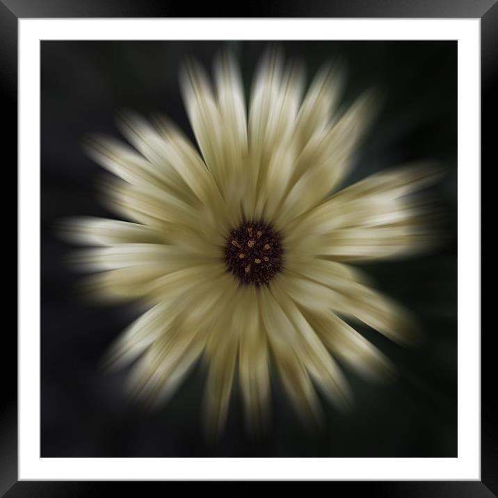 Atistic flora Framed Mounted Print by Richard  Fox