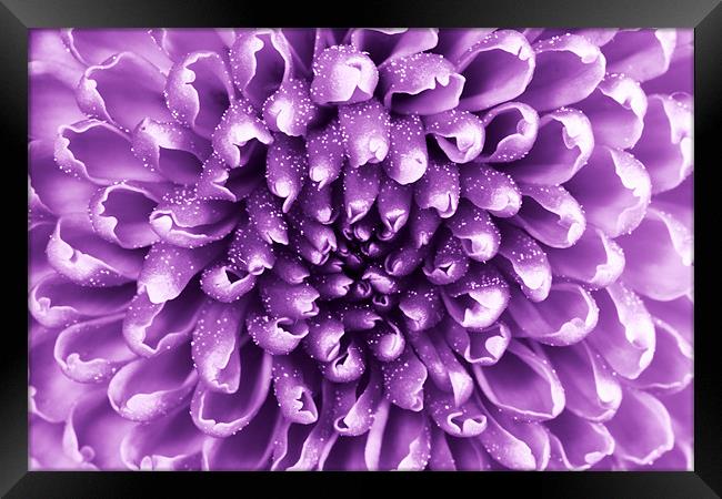 purple abstract flower Framed Print by Richard  Fox
