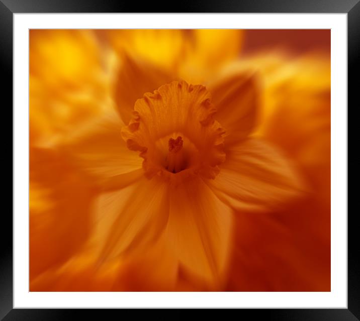 flaming daffodil Framed Mounted Print by Richard  Fox