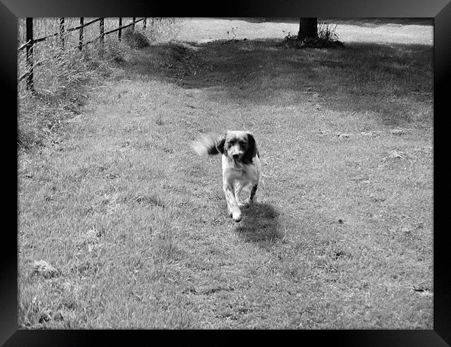 Running Dog Framed Print by Daniel West