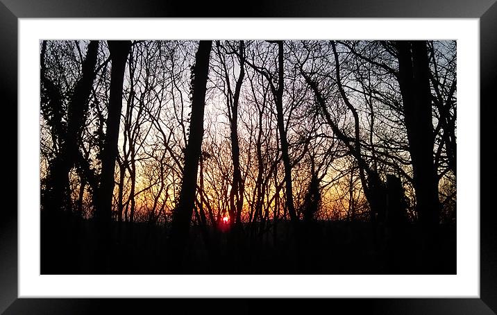 woods at night Framed Mounted Print by lee burns