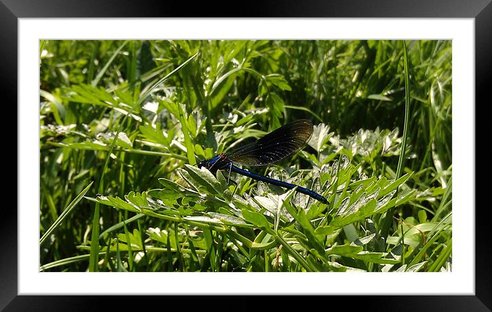 Dragonfly Resting Framed Mounted Print by lee burns
