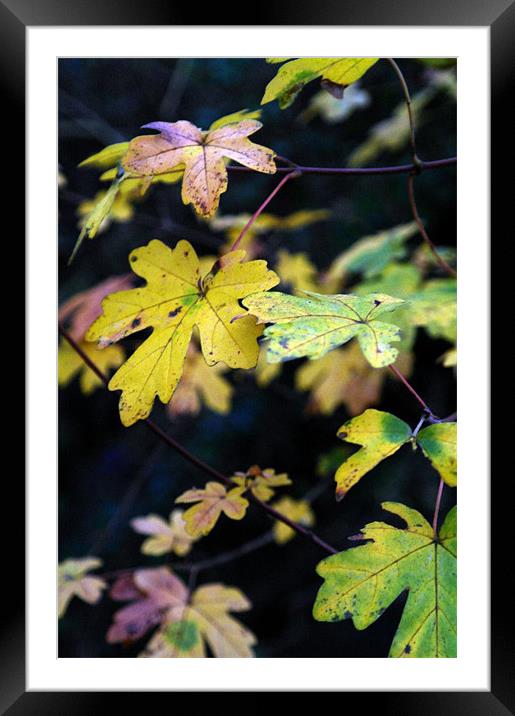 Autumns Colours Framed Mounted Print by Gemma Page