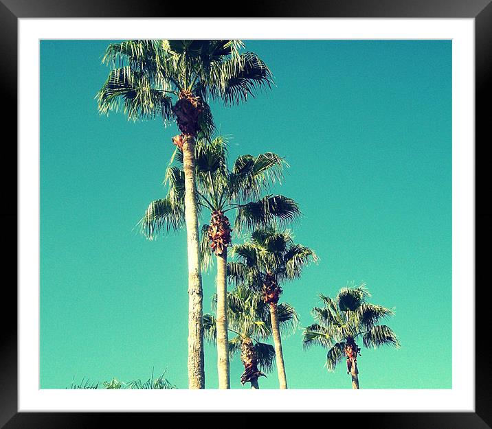 Florida Palms. Framed Mounted Print by Gemma Page