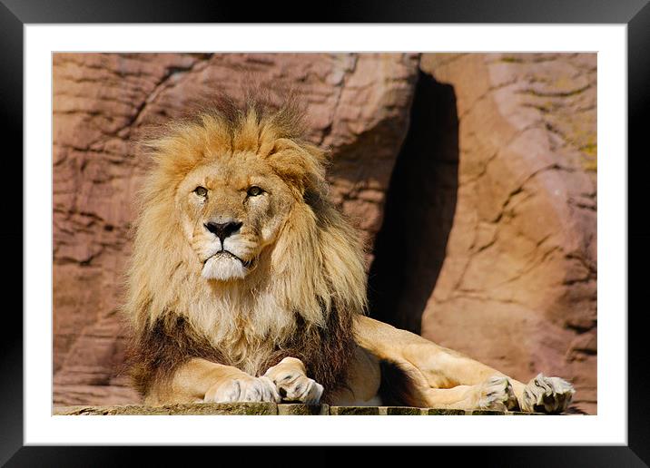 Lion Framed Mounted Print by Daniel Sweeney